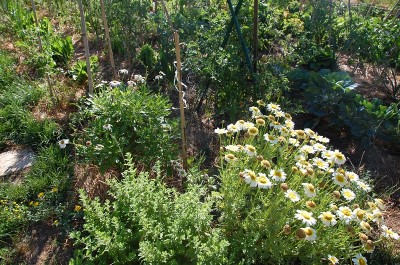 263.JPG (381.4 KiB) Osservato 660 volte 263.JPG