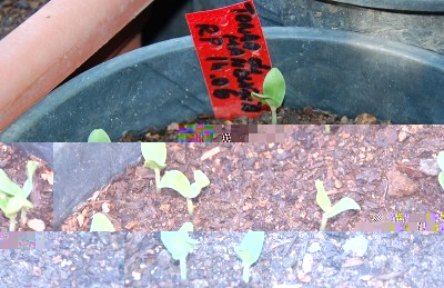 264.JPG (254.78 KiB) Osservato 660 volte 264.JPG