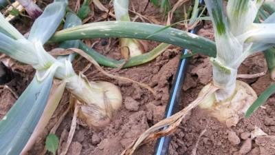 130.jpg (98.98 KiB) Osservato 511 volte 130.jpg