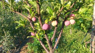 132.jpg (163.16 KiB) Osservato 511 volte 132.jpg