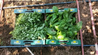 134.jpg (146.78 KiB) Osservato 512 volte 134.jpg