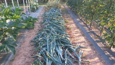 136.jpg (139.79 KiB) Osservato 512 volte 136.jpg