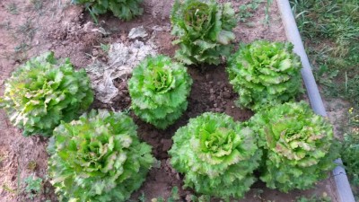 137.jpg (124.74 KiB) Osservato 512 volte 137.jpg