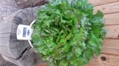 139.jpg (95.62 KiB) Osservato 439 volte 139.jpg