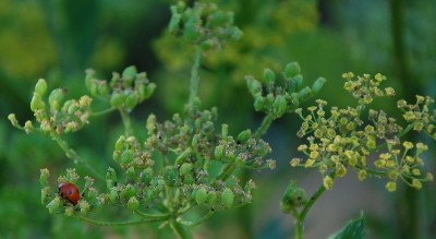 274.JPG (139.69 KiB) Osservato 653 volte 274.JPG