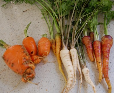 276.JPG (217.63 KiB) Osservato 650 volte 276.JPG