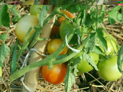 277.JPG (237.62 KiB) Osservato 650 volte 277.JPG