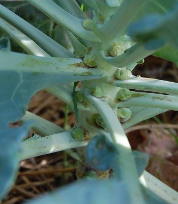 278.JPG (164.81 KiB) Osservato 650 volte 278.JPG