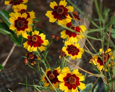 279.JPG (234.59 KiB) Osservato 650 volte 279.JPG