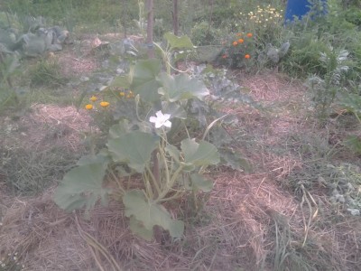 Altra lagenaria che parte / 2017-06-24 20.14.24.jpg 2017-06-24 20.14.24.jpg