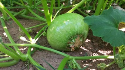 145.jpg (92.01 KiB) Osservato 603 volte 145.jpg