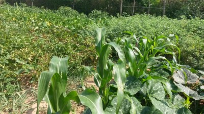 149.jpg (162.38 KiB) Osservato 602 volte 149.jpg