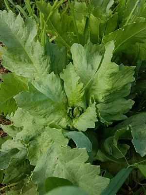 FB_IMG_1498349612000.jpg (97.51 KiB) Osservato 1012 volte FB_IMG_1498349612000.jpg