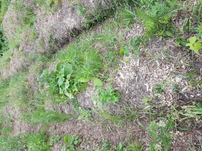 20170624_162504.jpg (300.44 KiB) Osservato 1010 volte 20170624_162504.jpg