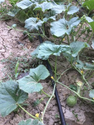 26.06.17 004.JPG (300.56 KiB) Osservato 657 volte 26.06.17 004.JPG