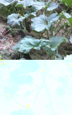 26.06.17 004.JPG (248.43 KiB) Osservato 657 volte 26.06.17 004.JPG