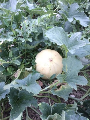 27.06.17 004.JPG (255.63 KiB) Osservato 597 volte 27.06.17 004.JPG