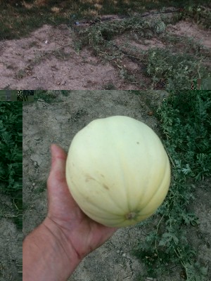 27.06.17 005.JPG (237.45 KiB) Osservato 597 volte 27.06.17 005.JPG