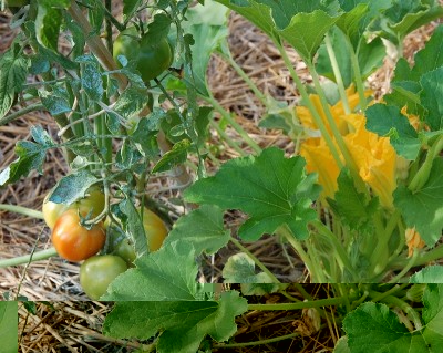 281.JPG (299.59 KiB) Osservato 595 volte 281.JPG