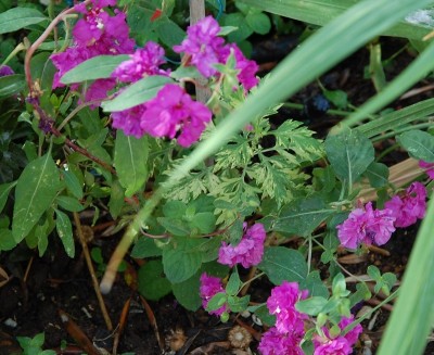 283.JPG (252.76 KiB) Osservato 595 volte 283.JPG