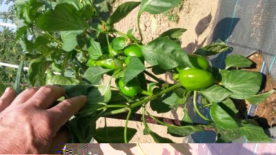 151.jpg (121.17 KiB) Osservato 536 volte 151.jpg