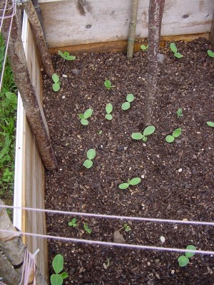 zucchinealbengaincassone.JPG (267.12 KiB) Osservato 642 volte zucchinealbengaincassone.JPG