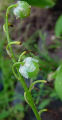 fruttomughetto.jpg (41.76 KiB) Osservato 642 volte fruttomughetto.jpg