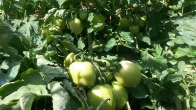 154.jpg (99.85 KiB) Osservato 572 volte 154.jpg