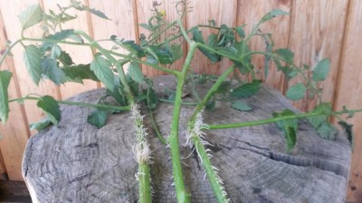 155.jpg (84.87 KiB) Osservato 572 volte 155.jpg