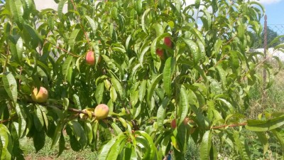 156.jpg (143.75 KiB) Osservato 572 volte 156.jpg