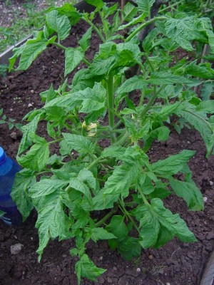 anticodiCarmen.JPG (151.79 KiB) Osservato 607 volte anticodiCarmen.JPG