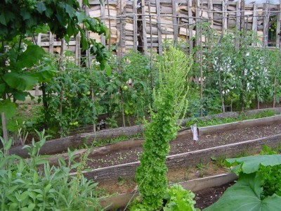 pomodoripanoramica.JPG (181.3 KiB) Osservato 607 volte pomodoripanoramica.JPG