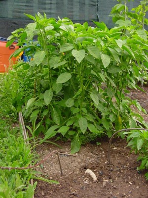 peperonicorno.JPG (169.94 KiB) Osservato 607 volte peperonicorno.JPG