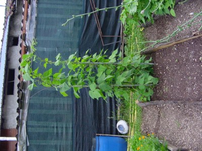 fagiolidisutriprosegue.JPG (165.38 KiB) Osservato 607 volte fagiolidisutriprosegue.JPG