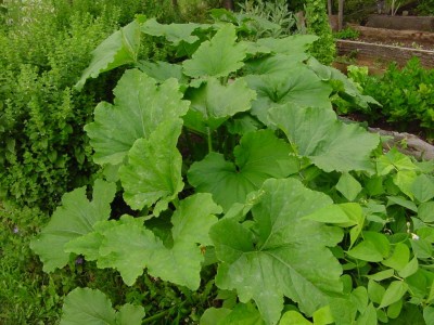 zucchinoromanesco.JPG (134.87 KiB) Osservato 602 volte zucchinoromanesco.JPG