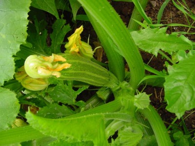 zucchinaromanesca.JPG (104.16 KiB) Osservato 602 volte zucchinaromanesca.JPG