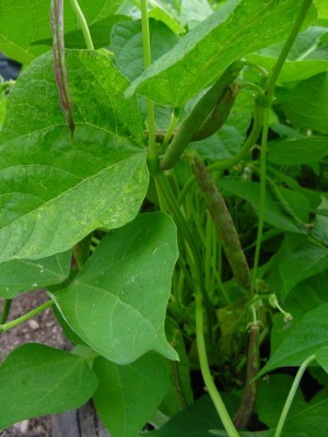 borlottipart.JPG (92.35 KiB) Osservato 602 volte borlottipart.JPG