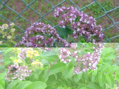 aromaticasegreta.JPG (116.32 KiB) Osservato 602 volte aromaticasegreta.JPG