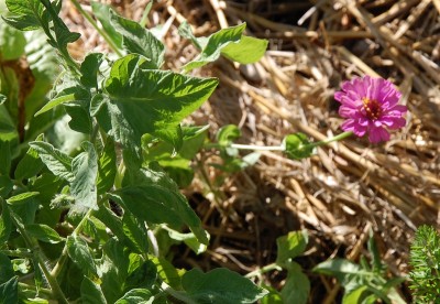 291.JPG (240.18 KiB) Osservato 496 volte 291.JPG