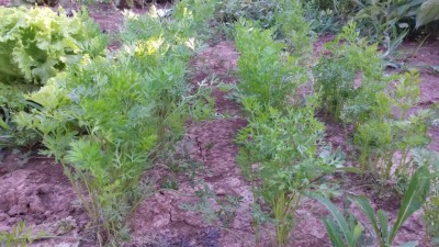 161.jpg (127.7 KiB) Osservato 715 volte 161.jpg