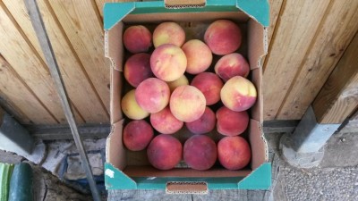 164.jpg (82.51 KiB) Osservato 621 volte 164.jpg