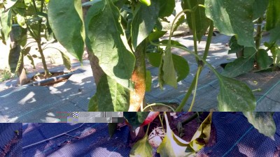 165.jpg (119.93 KiB) Osservato 621 volte 165.jpg