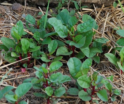 294.JPG (303.09 KiB) Osservato 577 volte 294.JPG