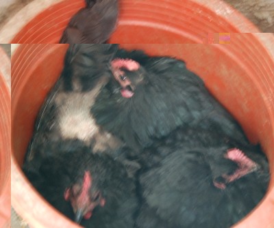 295.JPG (165.87 KiB) Osservato 577 volte 295.JPG