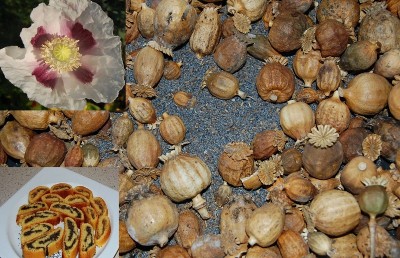 296 - Copia.JPG (283.97 KiB) Osservato 577 volte 296 - Copia.JPG