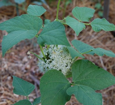 299.JPG (227.07 KiB) Osservato 577 volte 299.JPG