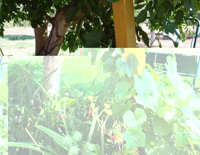 304.JPG (306.76 KiB) Osservato 555 volte 304.JPG