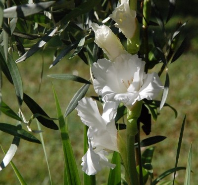 305.JPG (221.1 KiB) Osservato 555 volte 305.JPG