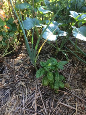 07.07.17 067.JPG (344.36 KiB) Osservato 748 volte 07.07.17 067.JPG