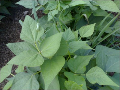 01072017cimici.jpg (168.1 KiB) Osservato 607 volte 01072017cimici.jpg